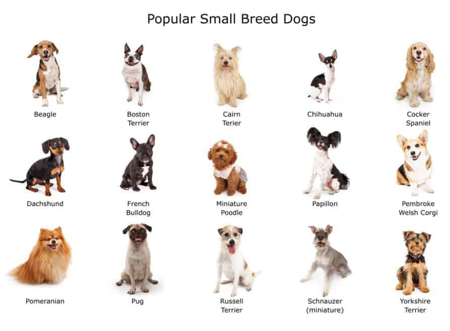 Dog Food and Dog Breeds - small dog breed