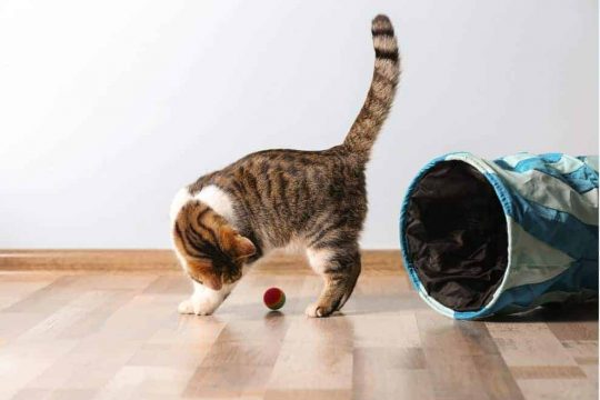 Cat Toys and Texture