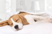Food Allergies and Intolerance in Dogs - Changes in sleep patterns