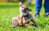 Food Allergies and Intolerance in Dogs - dog scratching