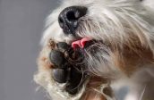 Food Allergies and Intolerance in Dogs - licking paw