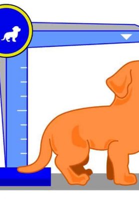 How Old is Your Dog