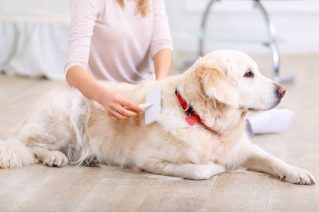 Reasons to Groom Your Dog Regularly - Brush the dog