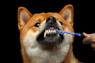 Reasons to Groom Your Dog Regularly - Brush the dogs teeth