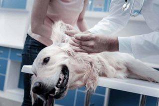 Reasons to Groom Your Dog Regularly - Clean its ears