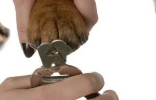 Reasons to Groom Your Dog Regularly - Clip its nails