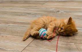 Shopping Guide for the Best Cat Toy