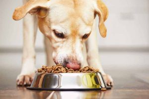 Shopping Guide for the Best Dog Food