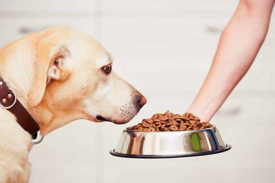 Signs That You Shouldn't Use a New Bag of Dog Food