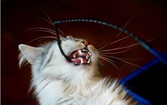 Signs Your Cat Could Benefit from New Toys - 2