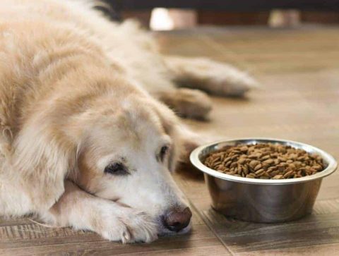 Tips for Feeding Your Dog