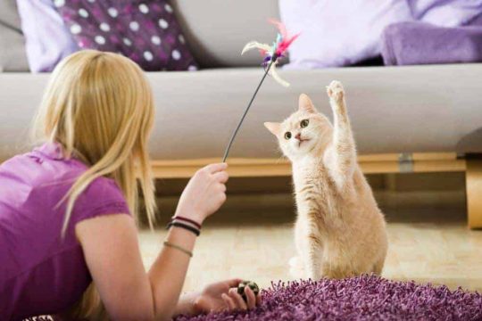 Tips for Playing with Your Cat