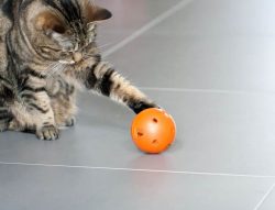 Types of Cat Toys - ball toys