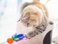Types of Cat Toys - feather toys