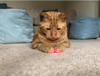 Types of Cat Toys - laser pointer
