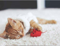 Types of Cat Toys - mouse toys
