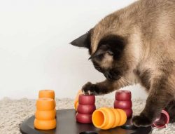 Types of Cat Toys - puzzle toys