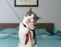Types of Cat Toys - want toys
