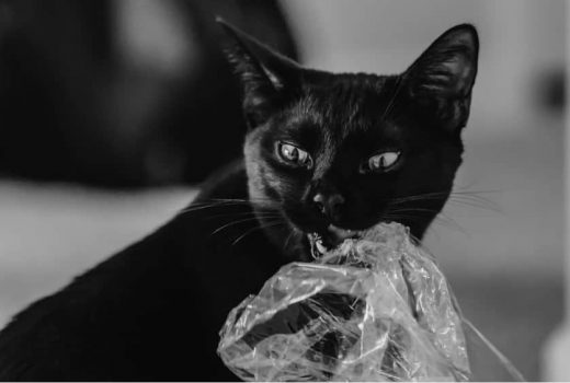 What Not to Give Your Cat - plastic bag(1)