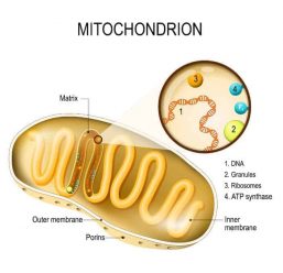 What is a Mitochondrial DNA Test