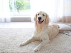 What is the Average Price for a Cordless Vacuum - your pet